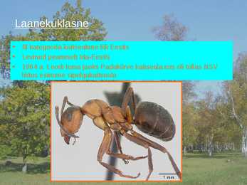 Puisniidud esitlus #15