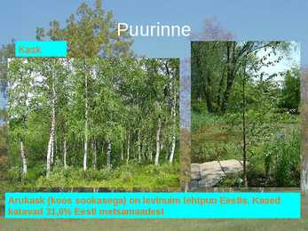 Puisniidud esitlus #19