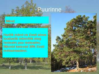 Puisniidud esitlus #20