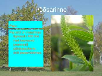 Puisniidud esitlus #22