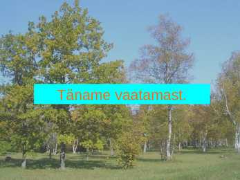 Puisniidud esitlus #27
