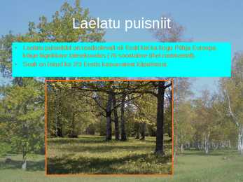 Puisniidud esitlus #4
