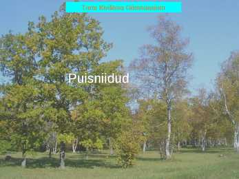 Puisniidud esitlus
