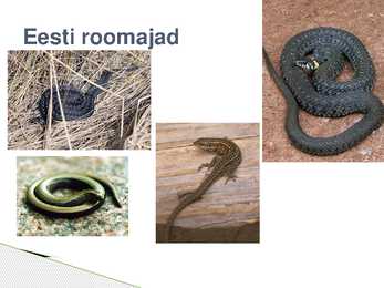 Roomajate esitlus #11