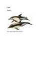 Delfiinid ja Delphinus delphis #10