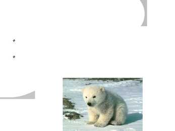 Polar bear communication #7