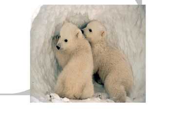 Polar bear communication #8