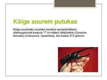 Putukate esitlus #2