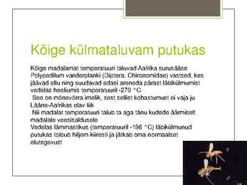 Putukate esitlus #11