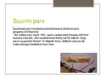 Putukate esitlus #12