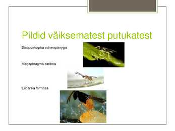Putukate esitlus #4
