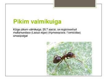 Putukate esitlus #7