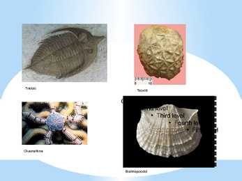 Loomade evolutsiooni esitlus #4