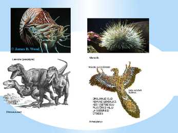 Loomade evolutsiooni esitlus #8