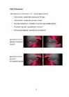 Irfanview tutvustus #6