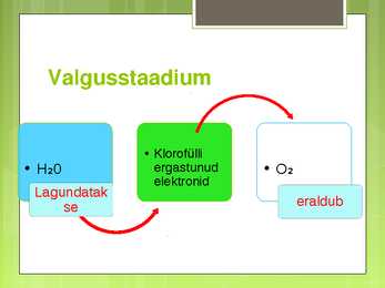 Fotosünteesi esitlus #5