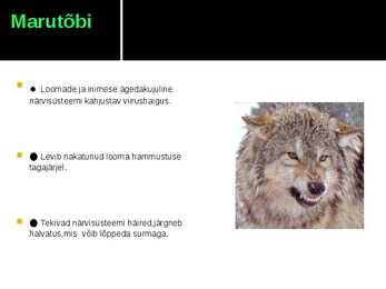 Viirushaigused esitlus #5