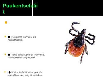 Viirushaigused esitlus #6