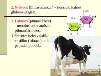 Süsivesikud esitlus #11
