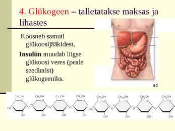 Süsivesikud esitlus #19