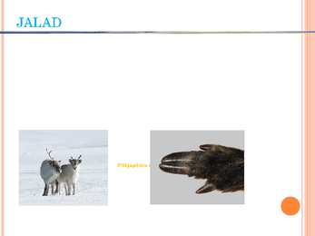 Põhjapõdrad esitlus #4