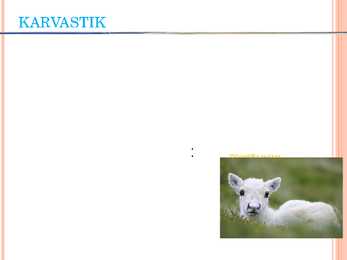 Põhjapõdrad esitlus #5