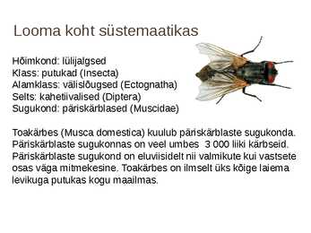 Ettekanne teemal-Toakärbes #2