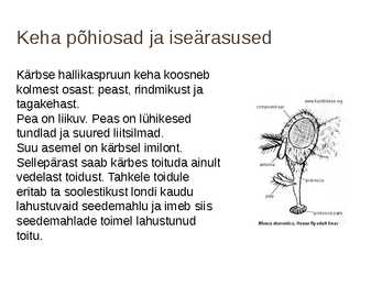 Ettekanne teemal-Toakärbes #4