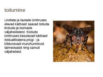 Ettekanne teemal-Toakärbes #10