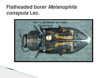 The control of forest insects-general considerations #13