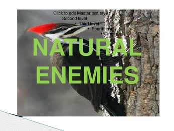 The control of forest insects-general considerations #14