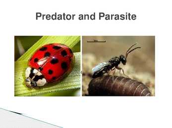 The control of forest insects-general considerations #17