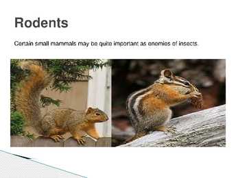 The control of forest insects-general considerations #20
