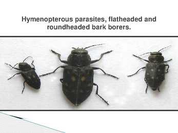 The control of forest insects-general considerations #5