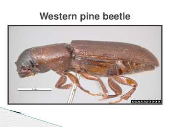 The control of forest insects-general considerations #6