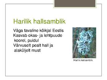 Eesti Samblikud #6