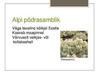 Eesti Samblikud #7