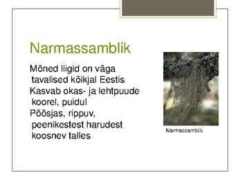 Eesti Samblikud #8