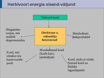 Ökoloogia energia loeng #49