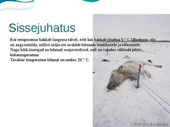 Külma stress veistel- Cold stress in beef cattle #2