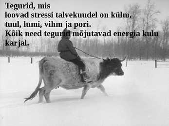 Külma stress veistel- Cold stress in beef cattle #4