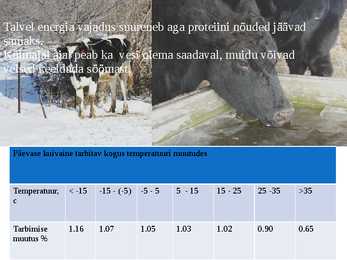 Külma stress veistel- Cold stress in beef cattle #5