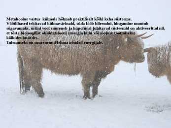 Külma stress veistel- Cold stress in beef cattle #6