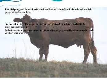 Külma stress veistel- Cold stress in beef cattle #7
