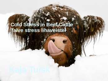 Külma stress veistel- Cold stress in beef cattle