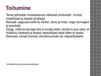 Leopard - esitlus #5