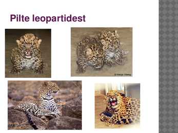 Leopard - esitlus #7