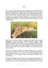 Ilves #2