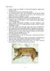 Ilves #4