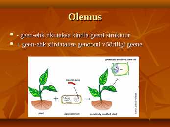 Transgeensed taimed #2